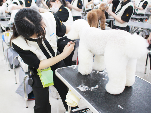 ２年生、お客様犬のトリミング！